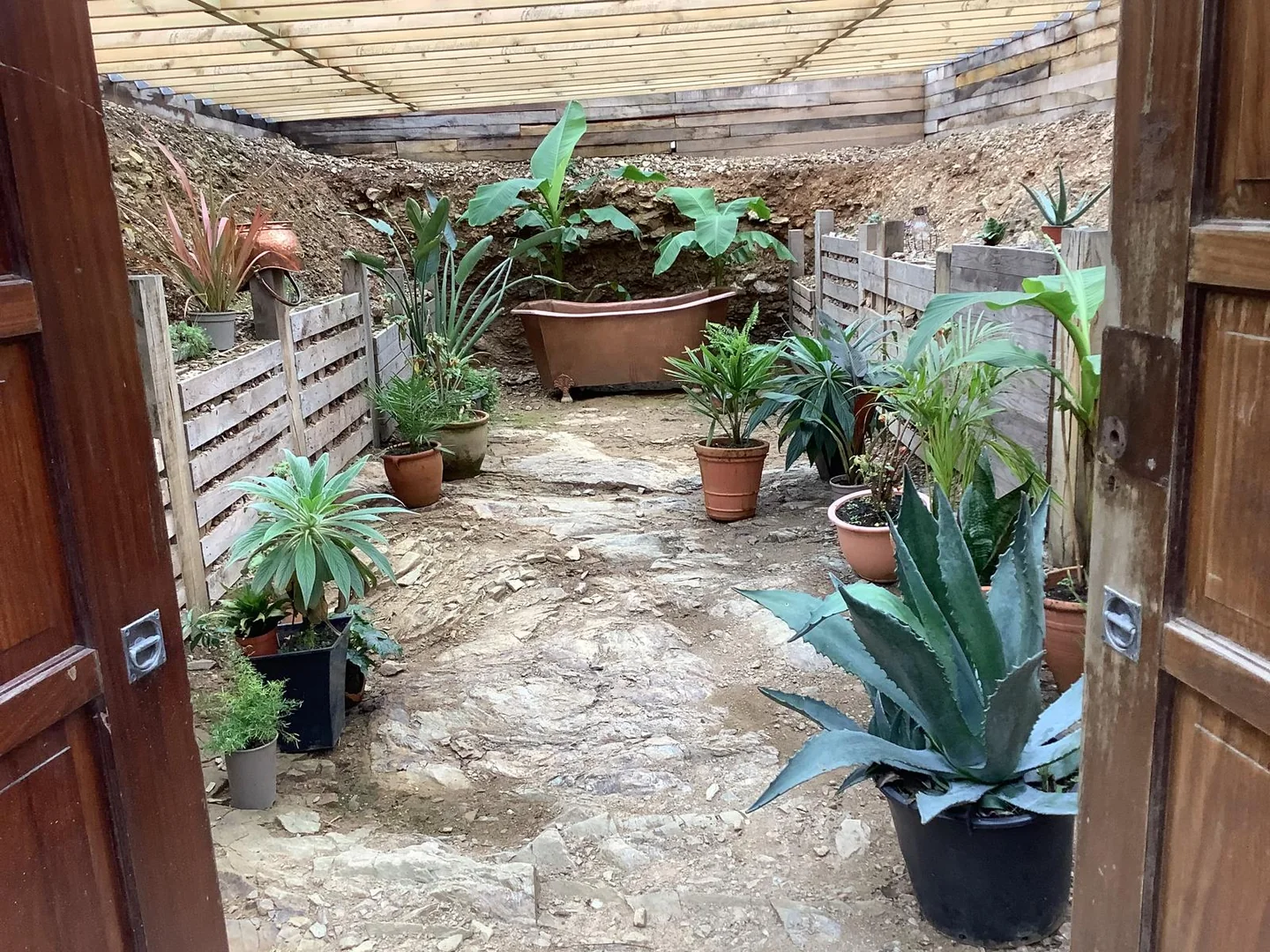 A sheltered courtyard taking shape with bold architectural plants